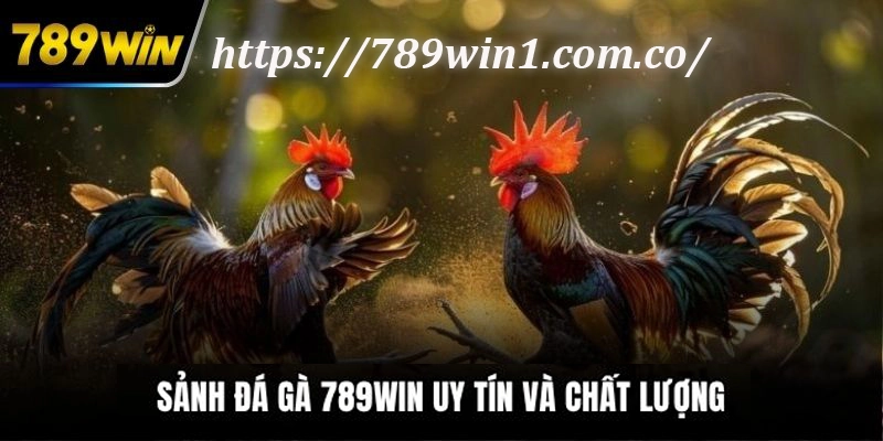 Sảnh Đá Gà Chất Lượng